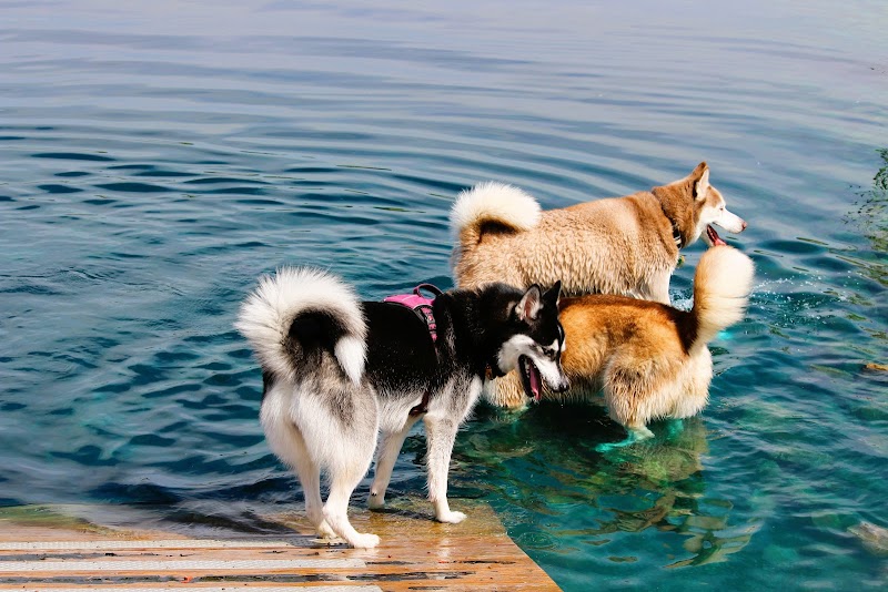 Tails & Trails Off-Leash Dog Park - Waupaca, WI