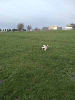 Waverly Dog Park