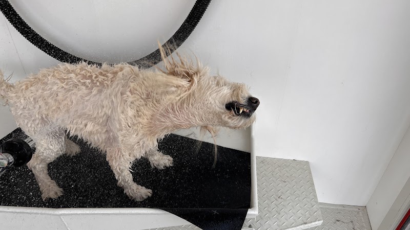 Fresh-N-Clean Pet Wash - Wayland,