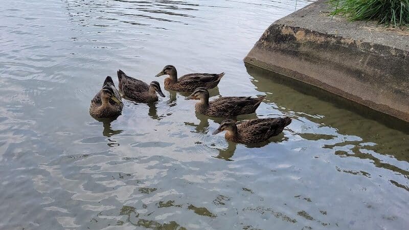 Gun Lake Park - Wayland,