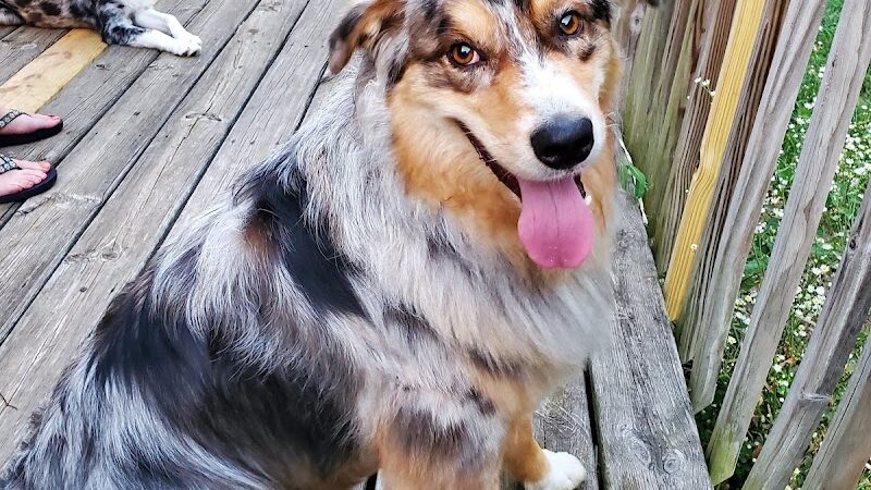 Pet Klips CDC - Wayland,
