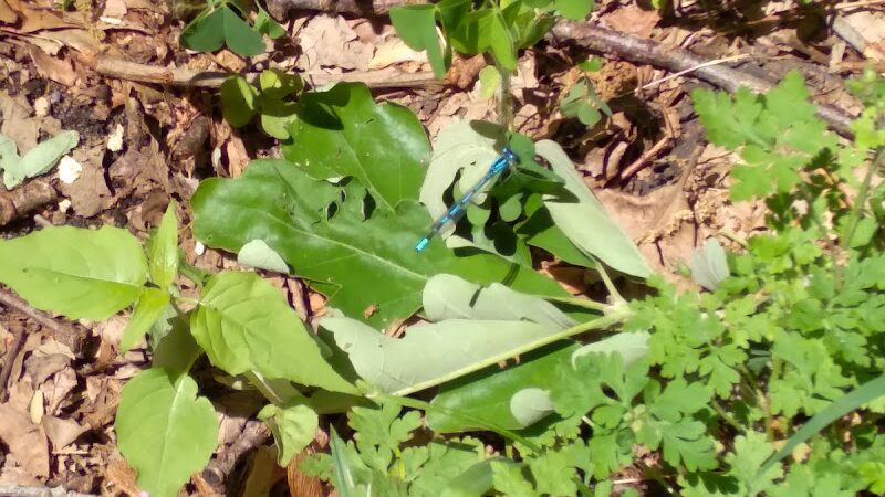 Rabbit River Trails - Wayland,