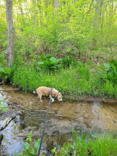 Rabbit River Trails - Wayland,
