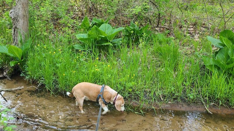 Rabbit River Trails - Wayland,