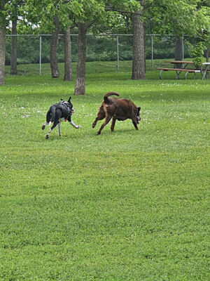 Wayne Bark Park