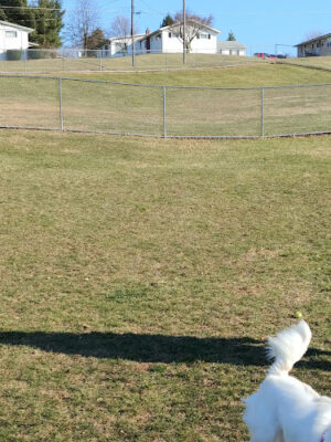 Waynesboro Dog Park