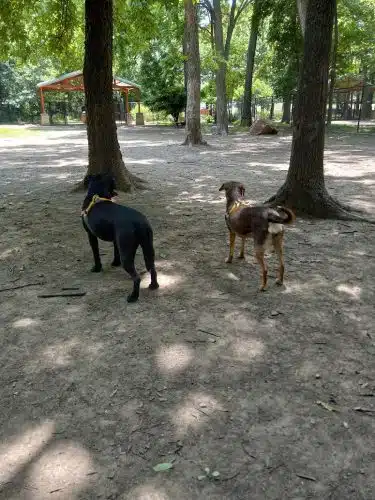 Patsy Hooks Dog Park at Heritage Park