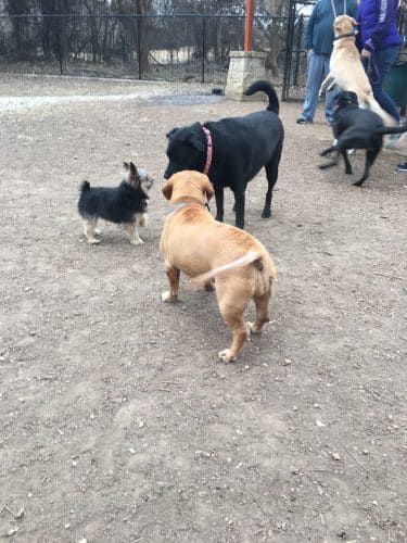 Patsy Hooks Dog Park at Heritage Park