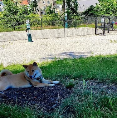 Webster Dog Park