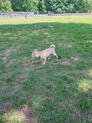 Webster Dog Park