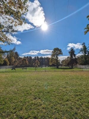 Webster Dog Park