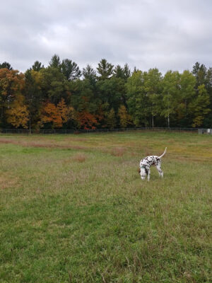 Webster Community Dog Park
