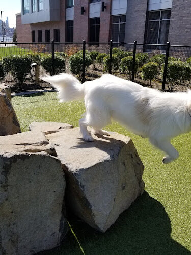 Estuary Apartment Dog Park