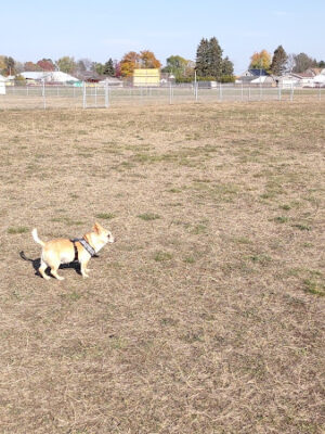 Wells Community Dog Park