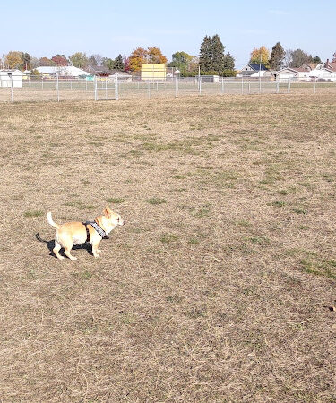 Wells Community Dog Park
