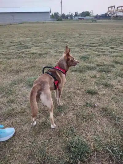 Wells Community Dog Park - Wells, MI
