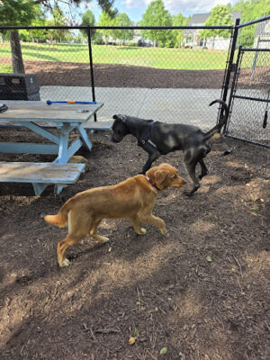 Wendell Paws Dog Park