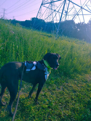 West Bloomfield Woods Nature Preserve