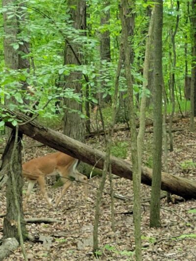 West Bloomfield Woods Nature Preserve - West Bloomfield Township,