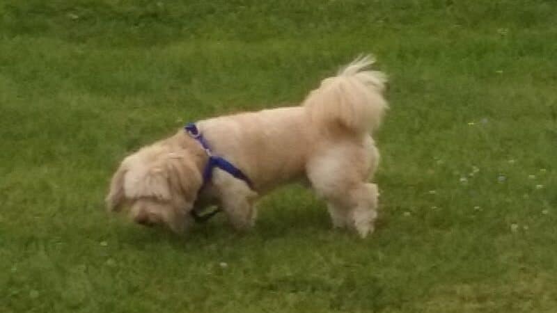 Dog Park - West Branch,