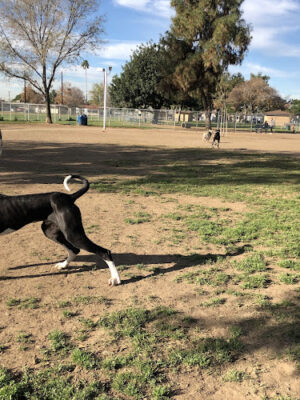 Central Bark Dog Park