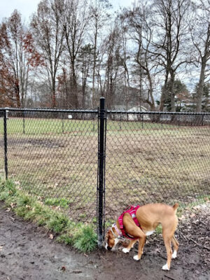 West Hartford Dog Park
