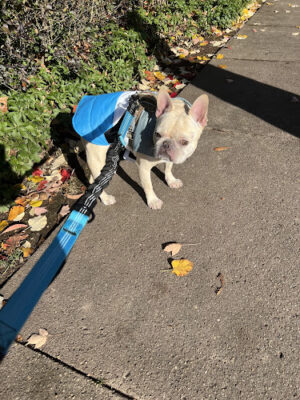 Dogtopia of West Orange