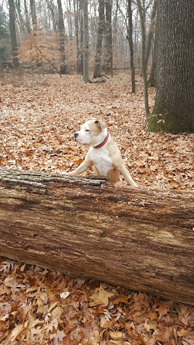 Turtle Back Rock Picnic Area