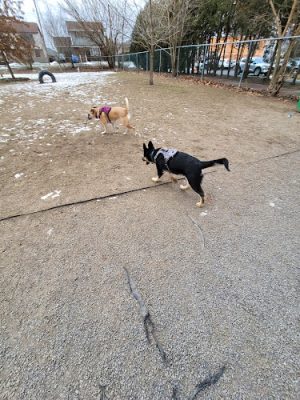 West Pittston Dog Park