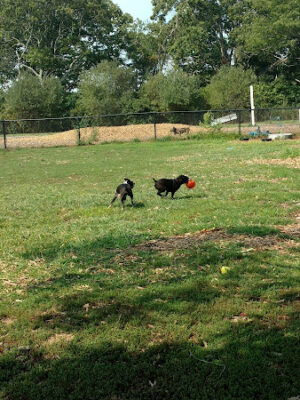 Cherry Avenue Dog Park
