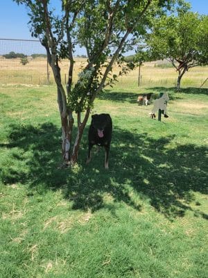 Dog Park - West, TX