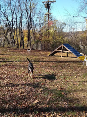 Bellevue Dog Woods