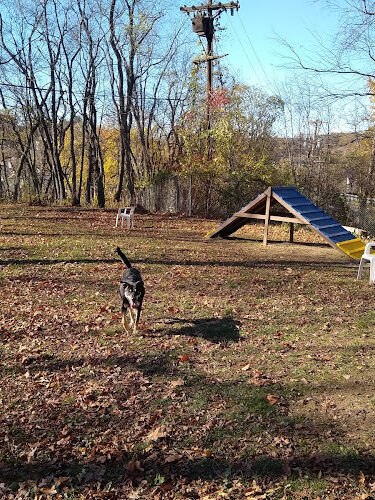 Bellevue Dog Woods