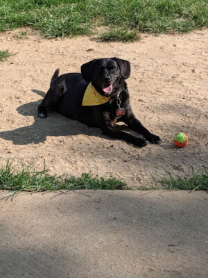 Canine Commons West Windsor Dog Park
