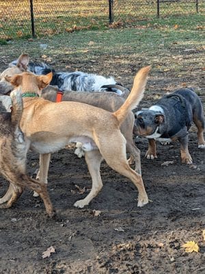 Westbrook Dog Park