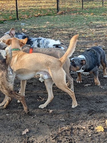 Westbrook Dog Park
