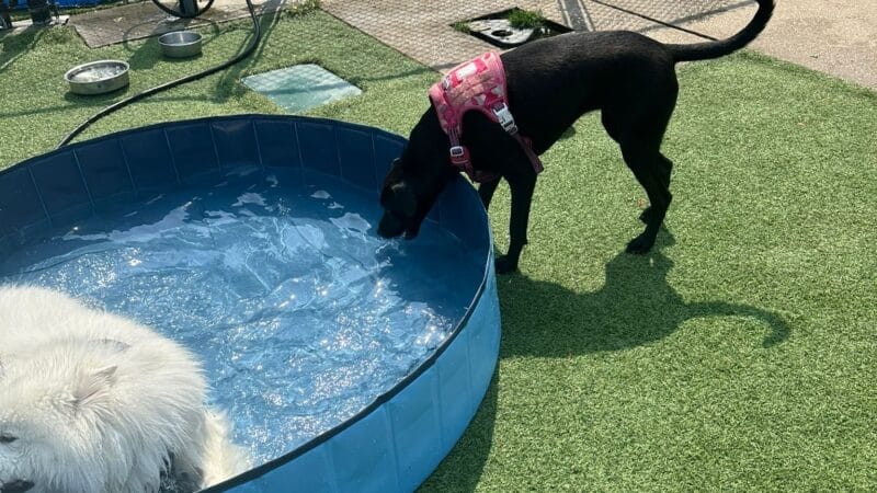 Eisenhower Dog Park - Westbury, NY