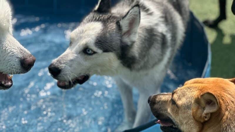 Eisenhower Dog Park - Westbury, NY