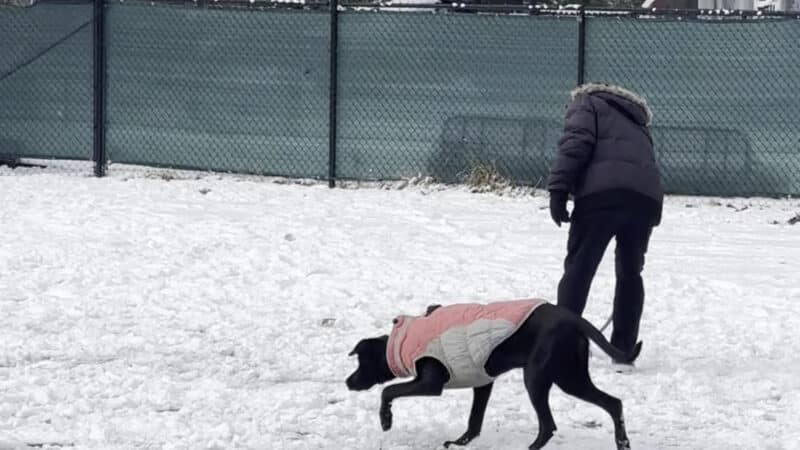 Eisenhower Dog Park - Westbury, NY