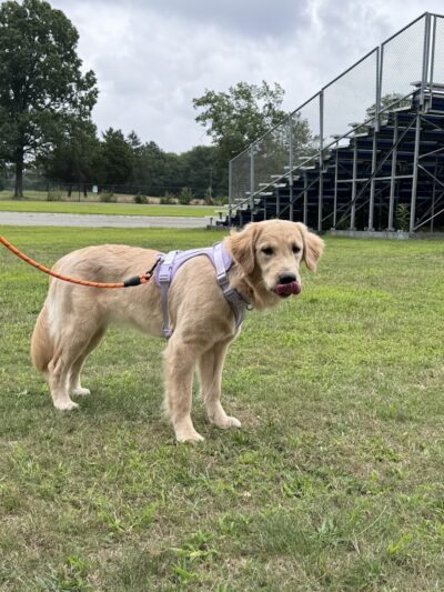 Eisenhower Dog Park - Westbury,