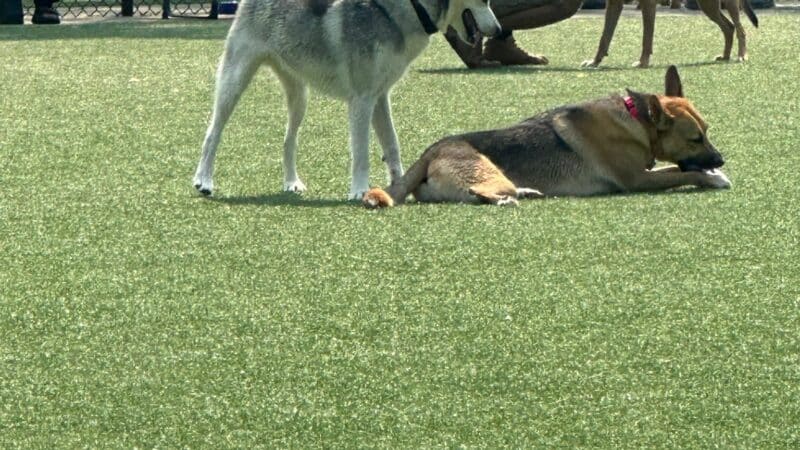 Eisenhower Dog Park - Westbury, NY