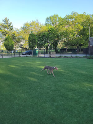 Eisenhower Dog Park