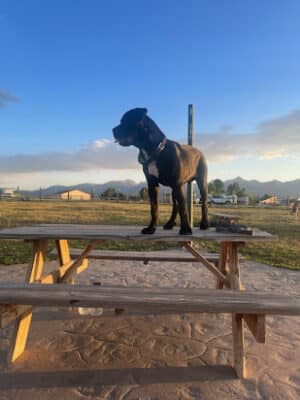 Dundee Dog Park