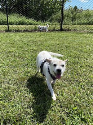 Westerly Dog Park