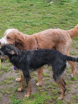 Westerly Dog Park