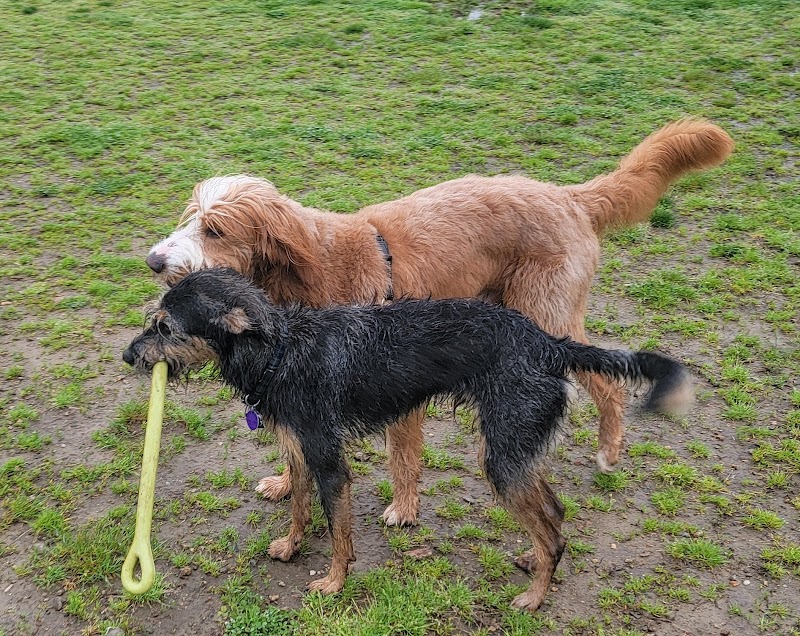 Westerly Dog Park - Westerly, RI