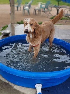 Westerly Dog Park