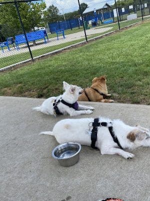 Westerly Dog Park