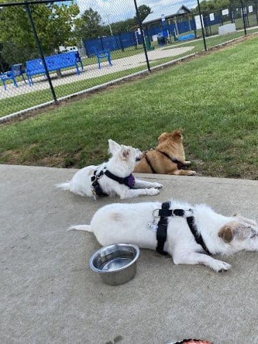 Westerly Dog Park