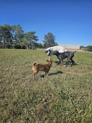 Brooksedge Park Bark Park